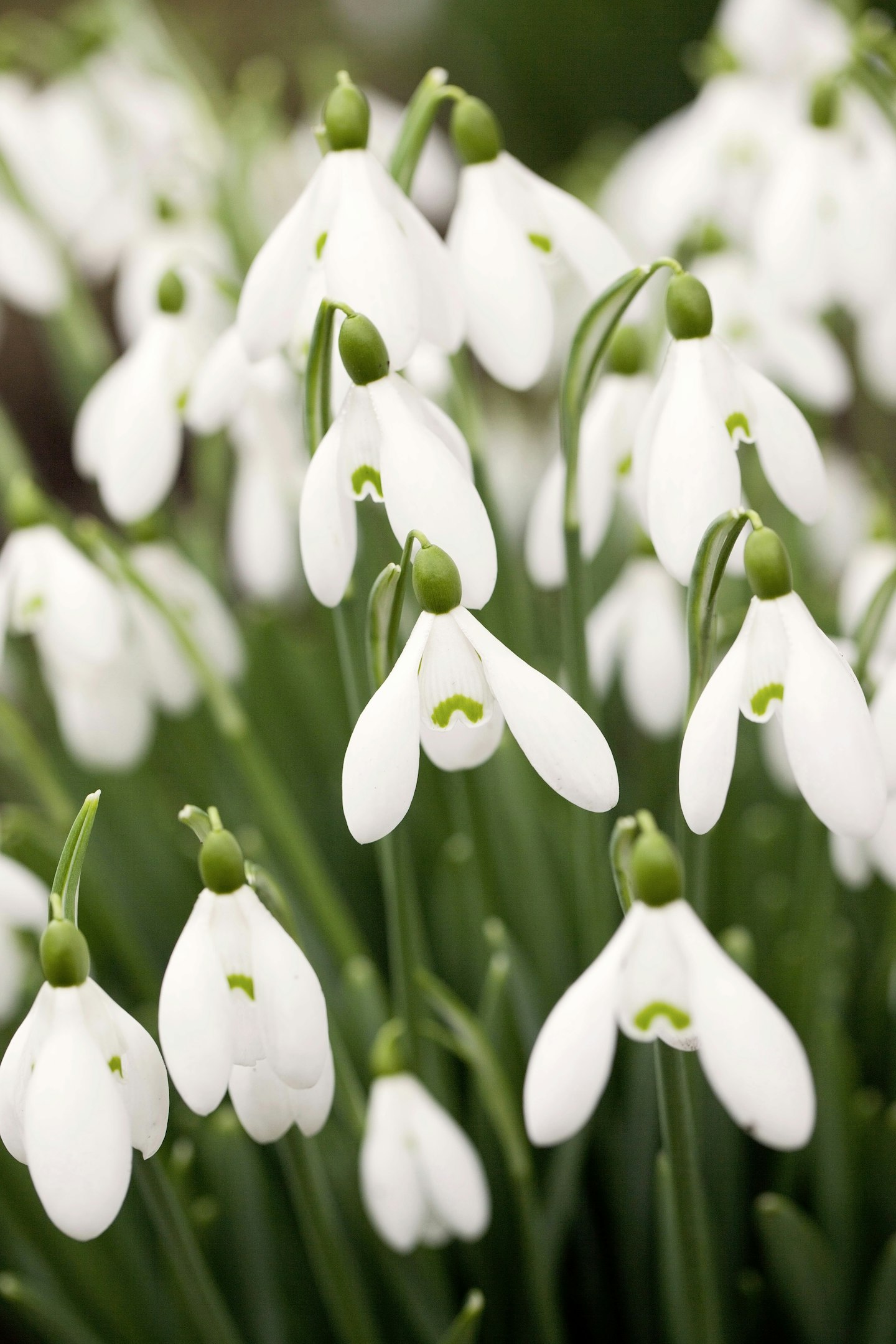 Galanthus ‘S.Arnott’