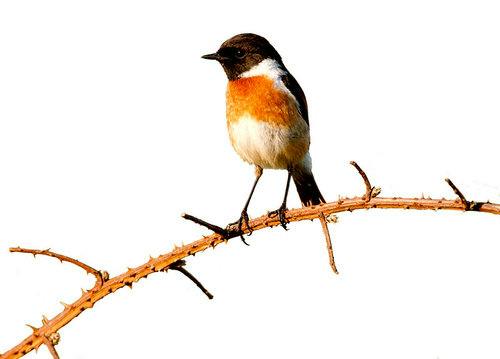 BIRDWATCHING IN EXMOOR