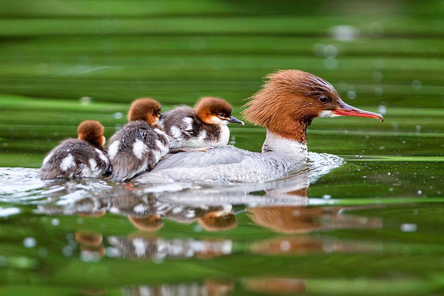 goosander diet