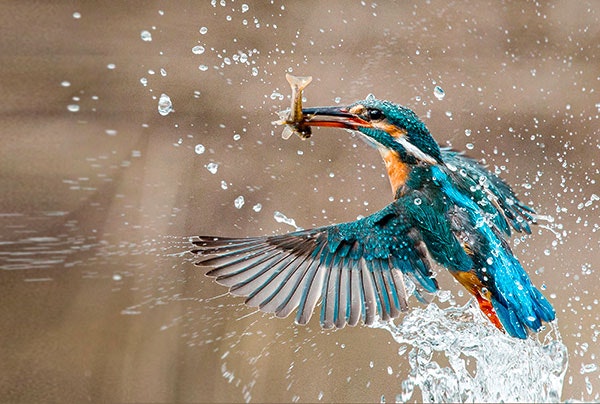 KINGFISHER, Features