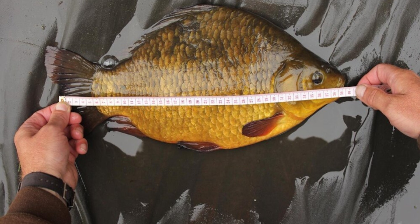 The crucian was nearly 40cm in length and 21cm wide