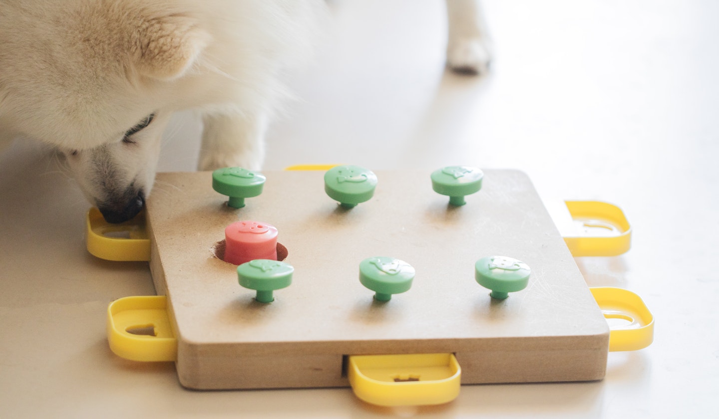 The best dog puzzle toys