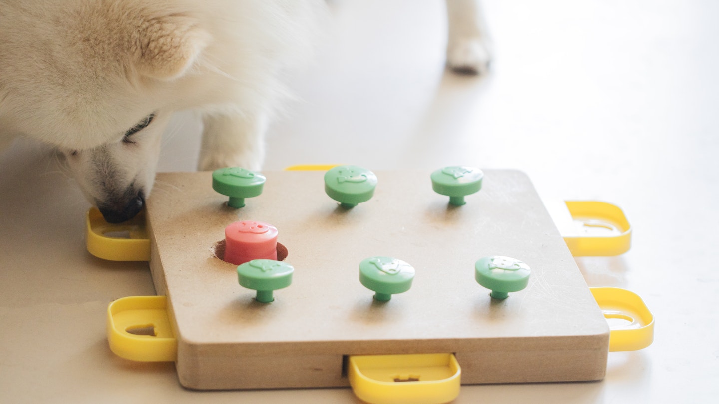 The Best Interactive Dog Toys For Your Canine Companion