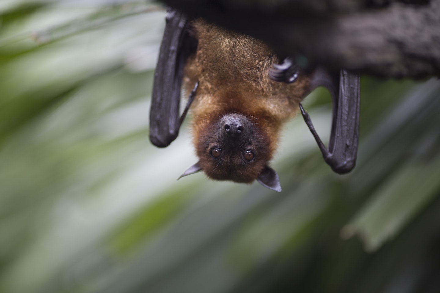 Bats
