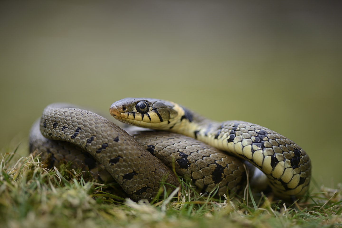 Grass snake