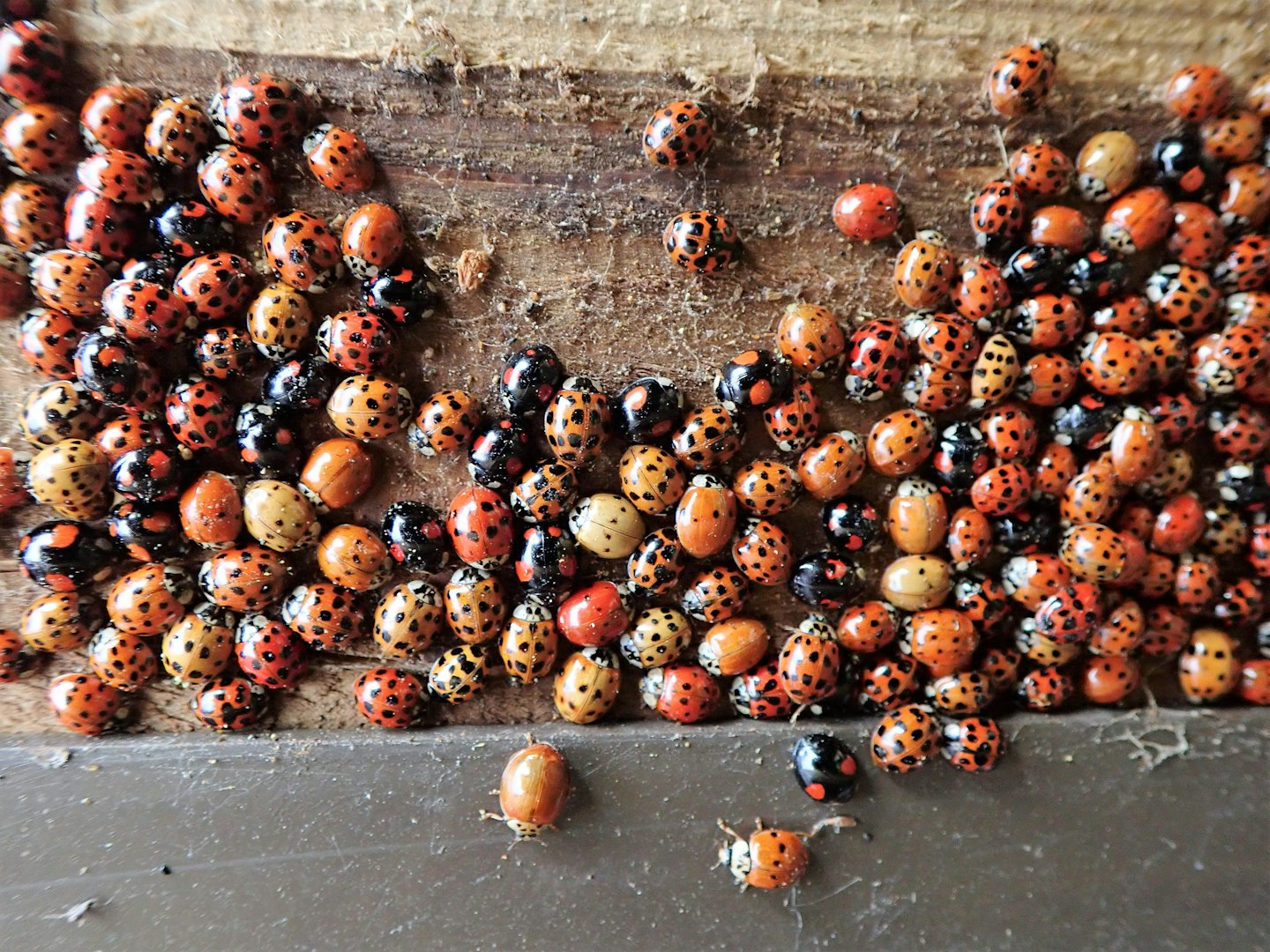 Insects