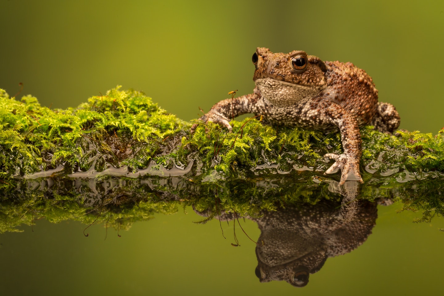 Toad