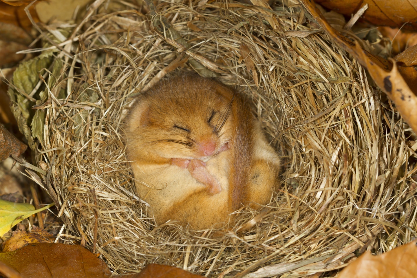 Hibernation