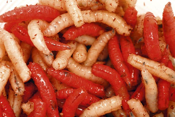 live maggots for sale near me