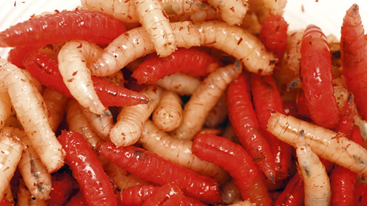 MAGGOTS – THE PERFECT FISHING BAIT | Angling Times