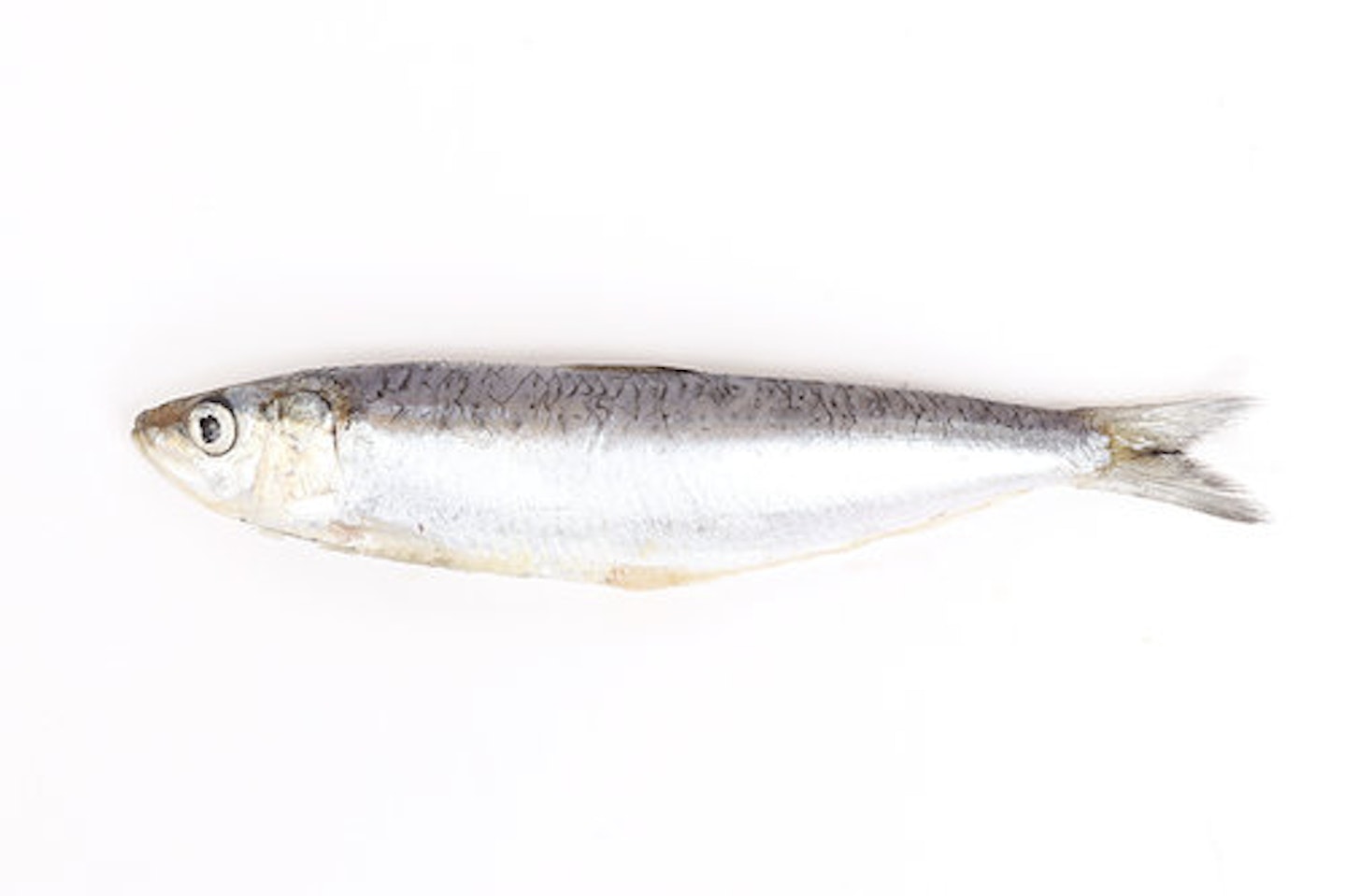 sardine