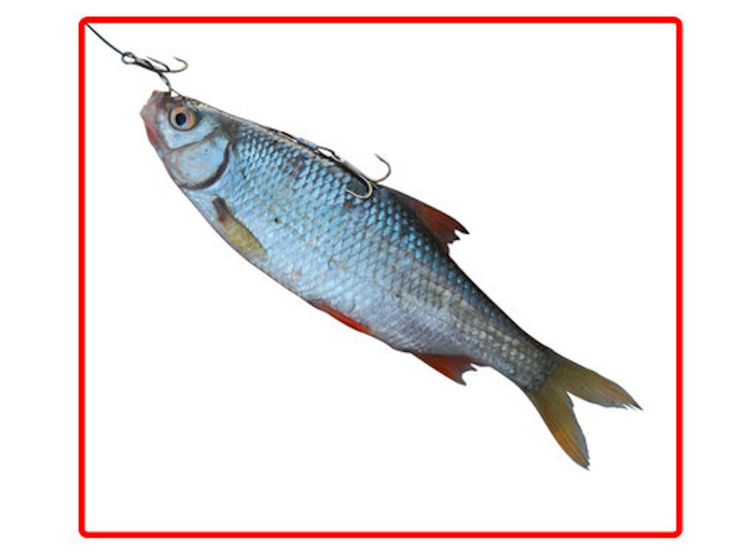 BEST BAITS TO USE TO CATCH BIG PERCH