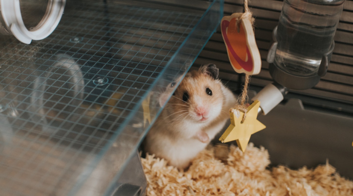 Satin Syrian Hamster » Pet Profile: Cage, Food, Lifespan