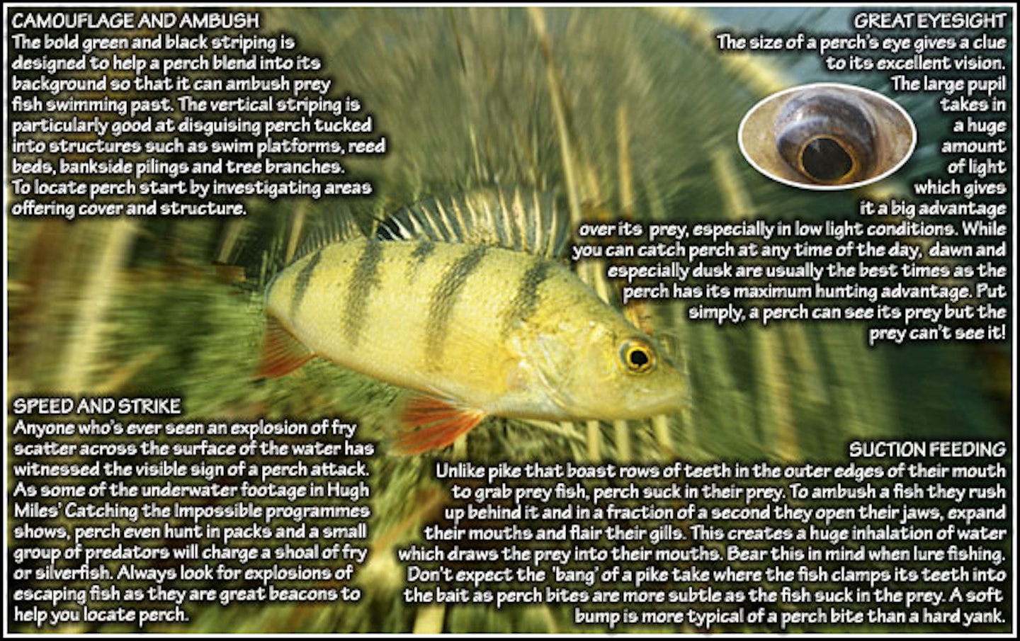 TRY FISHING WITH PLASTIC BAITS TO CATCH BIG PERCH
