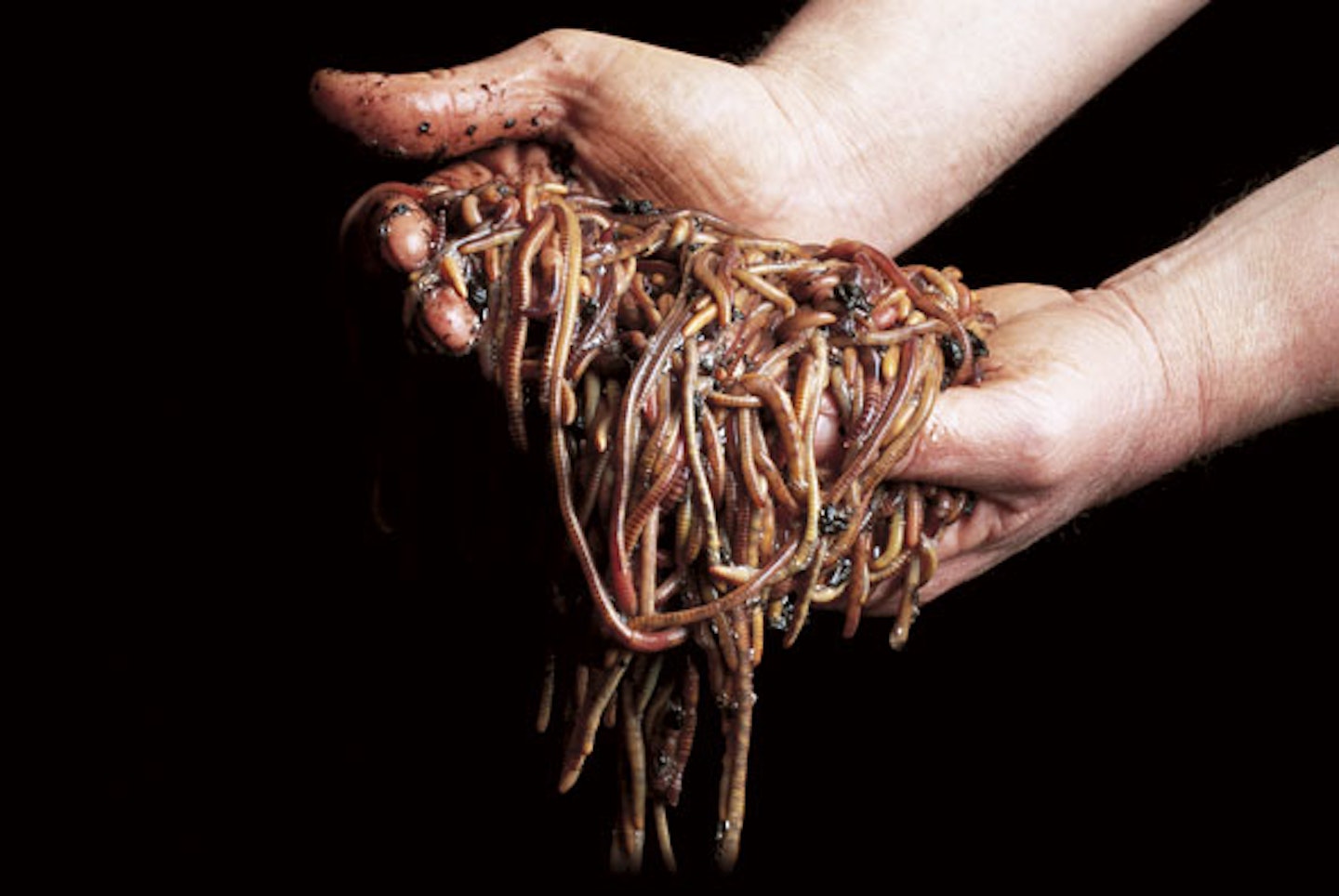 worms