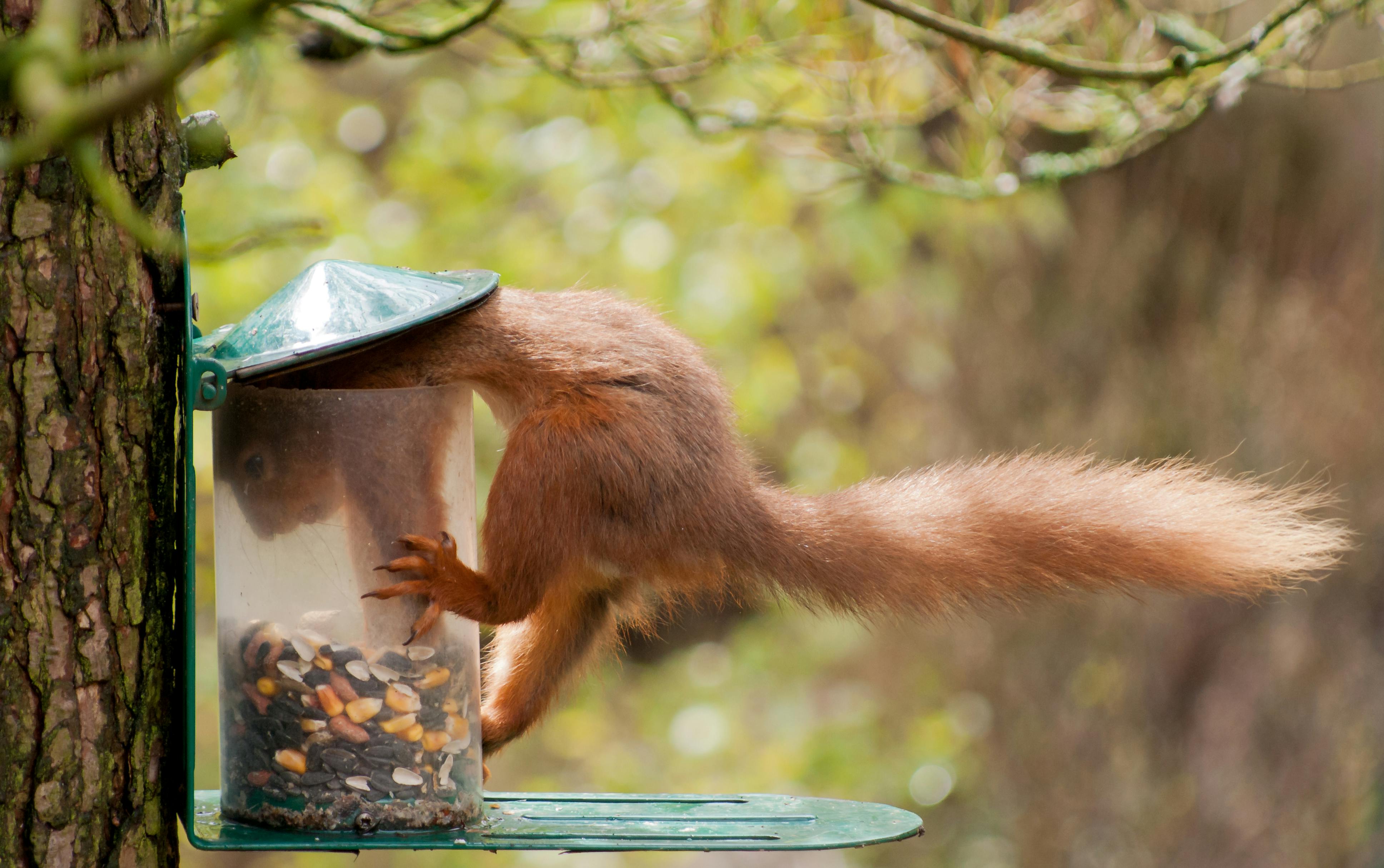 Best Squirrel Baffles For Your Bird Feeder