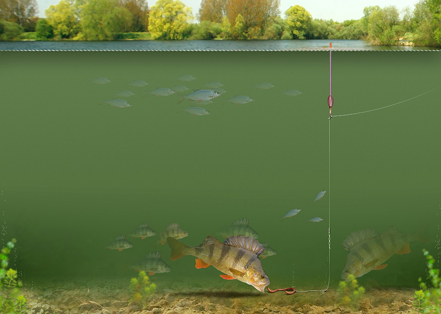 PERCH FISHING RIG, HOW TO TIE A PERCH FLOAT RIG