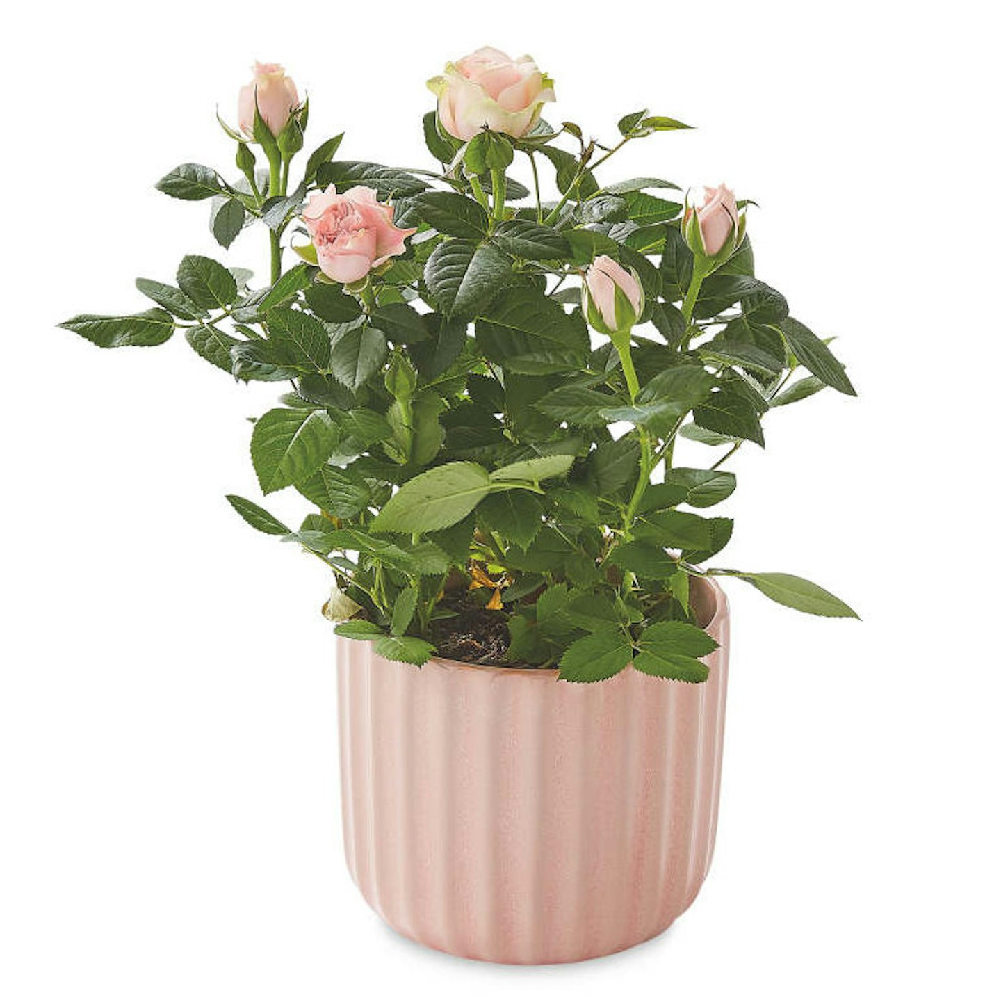 Flowering Rose In Ceramic Pot
