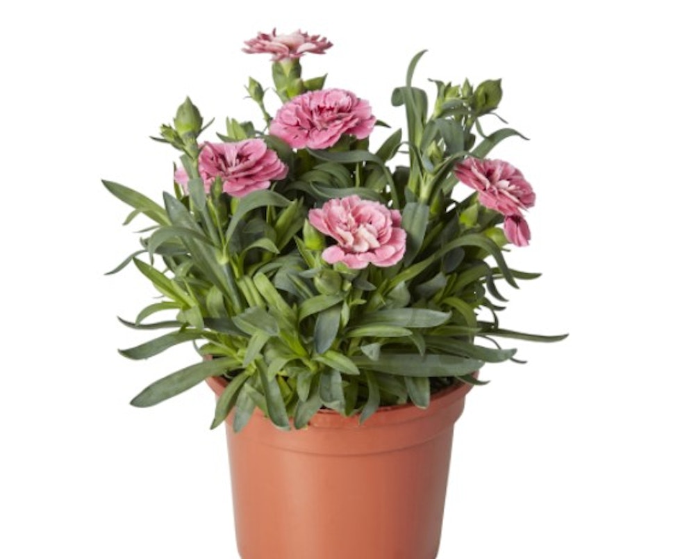 The best bedding plants to buy