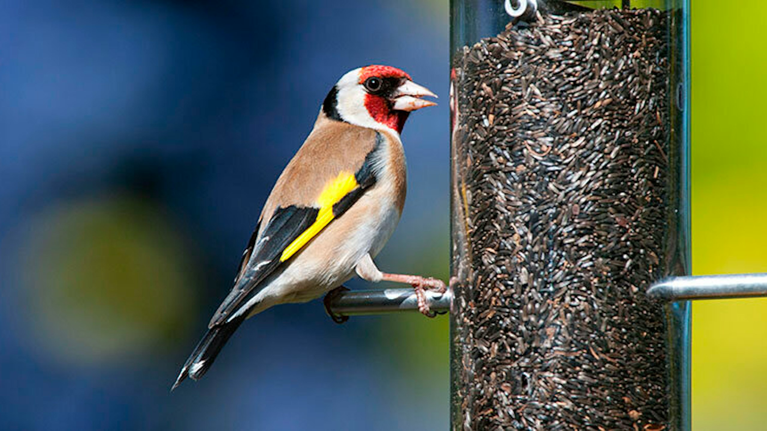 GET STARTED IN BIRDWATCHING