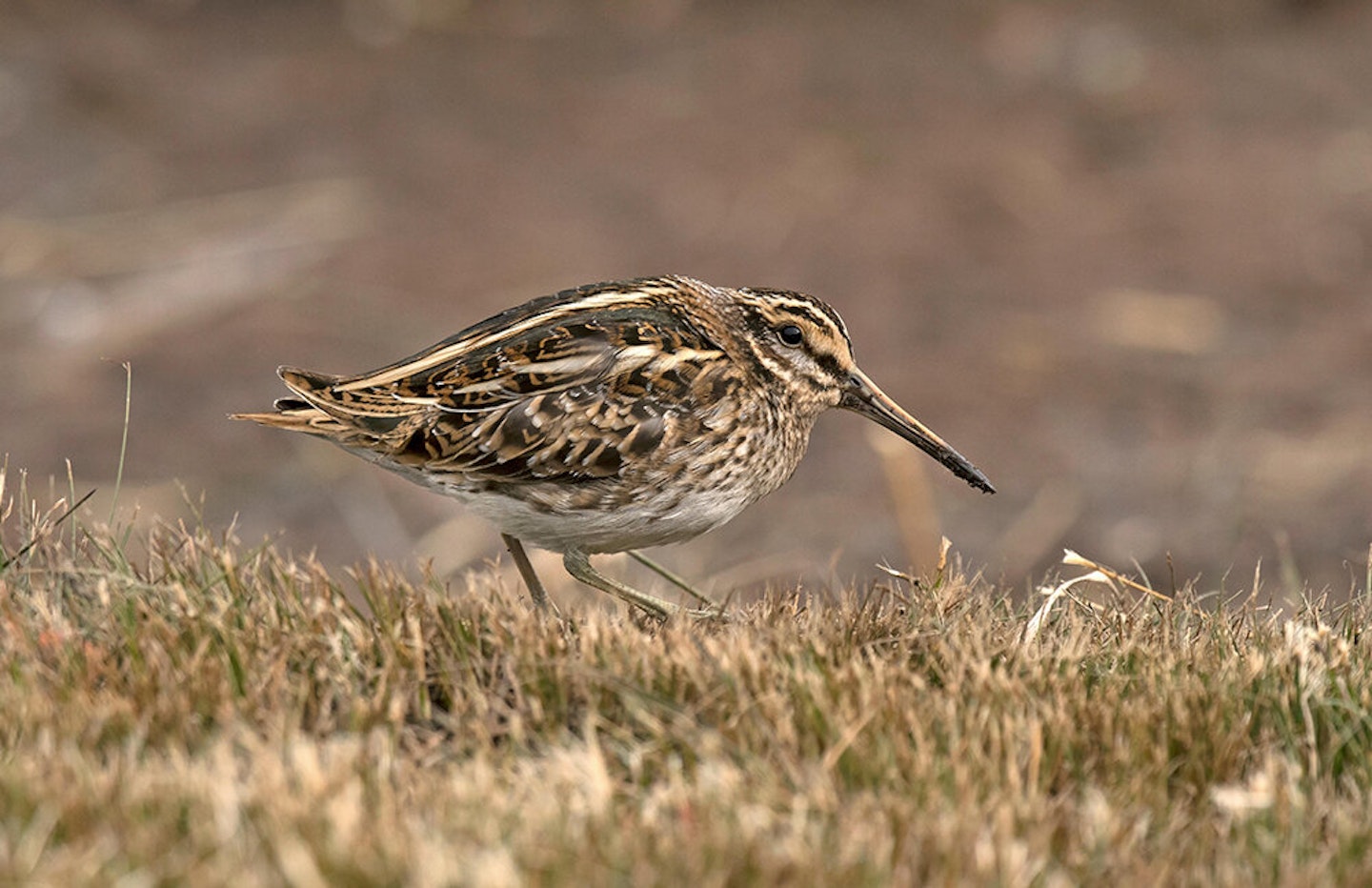 LATE NOVEMBER 2020 - SNIPE AND WOODCOCK