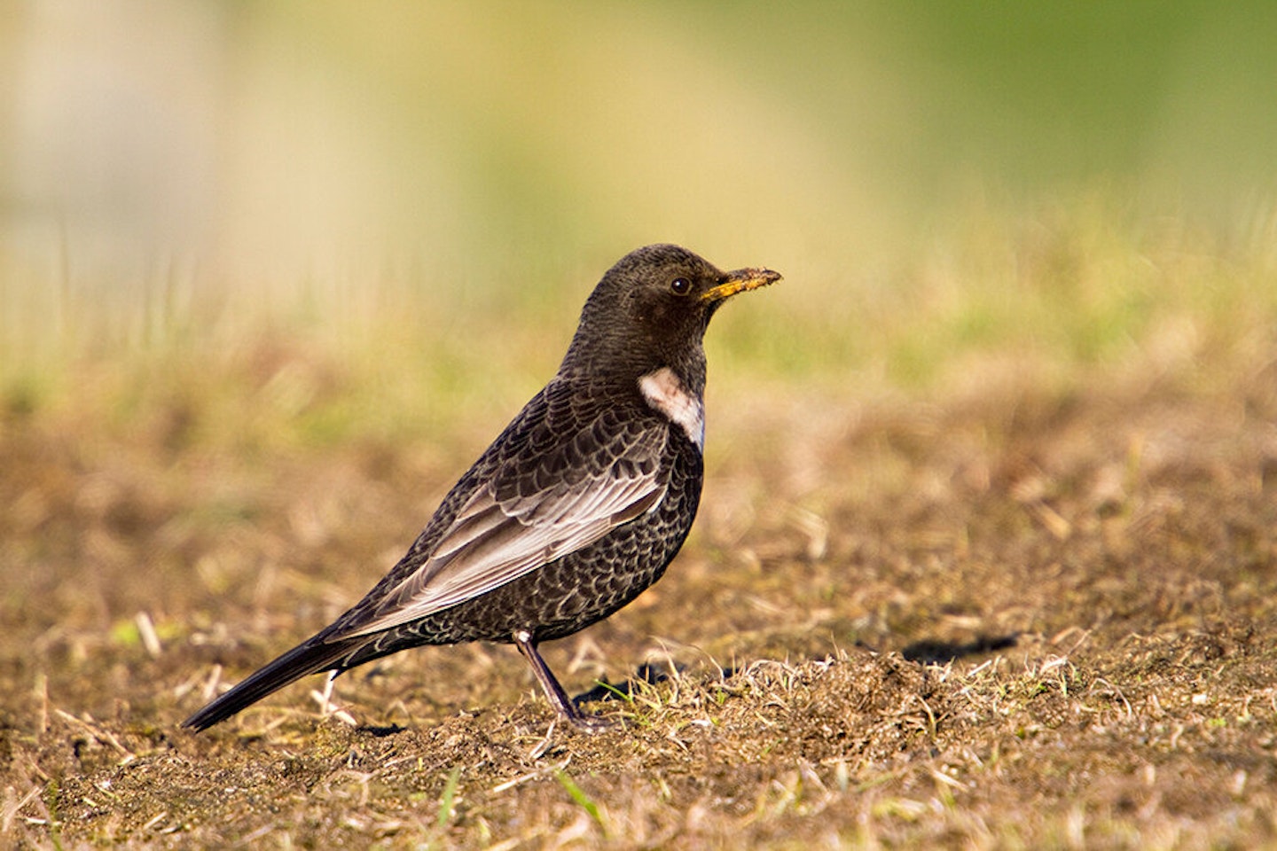 EARLY NOVEMBER 2020 - THRUSHES