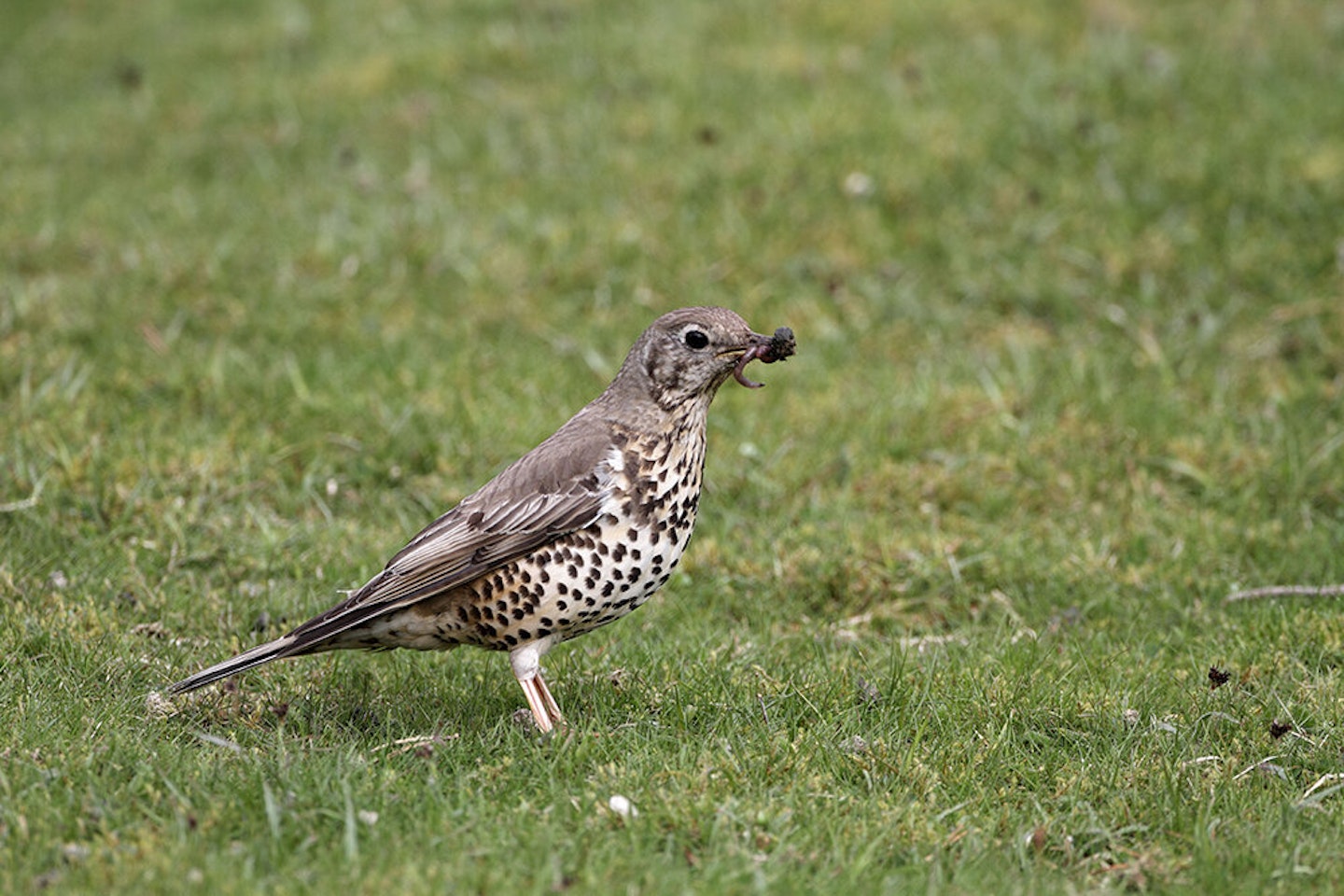 EARLY NOVEMBER 2020 - THRUSHES