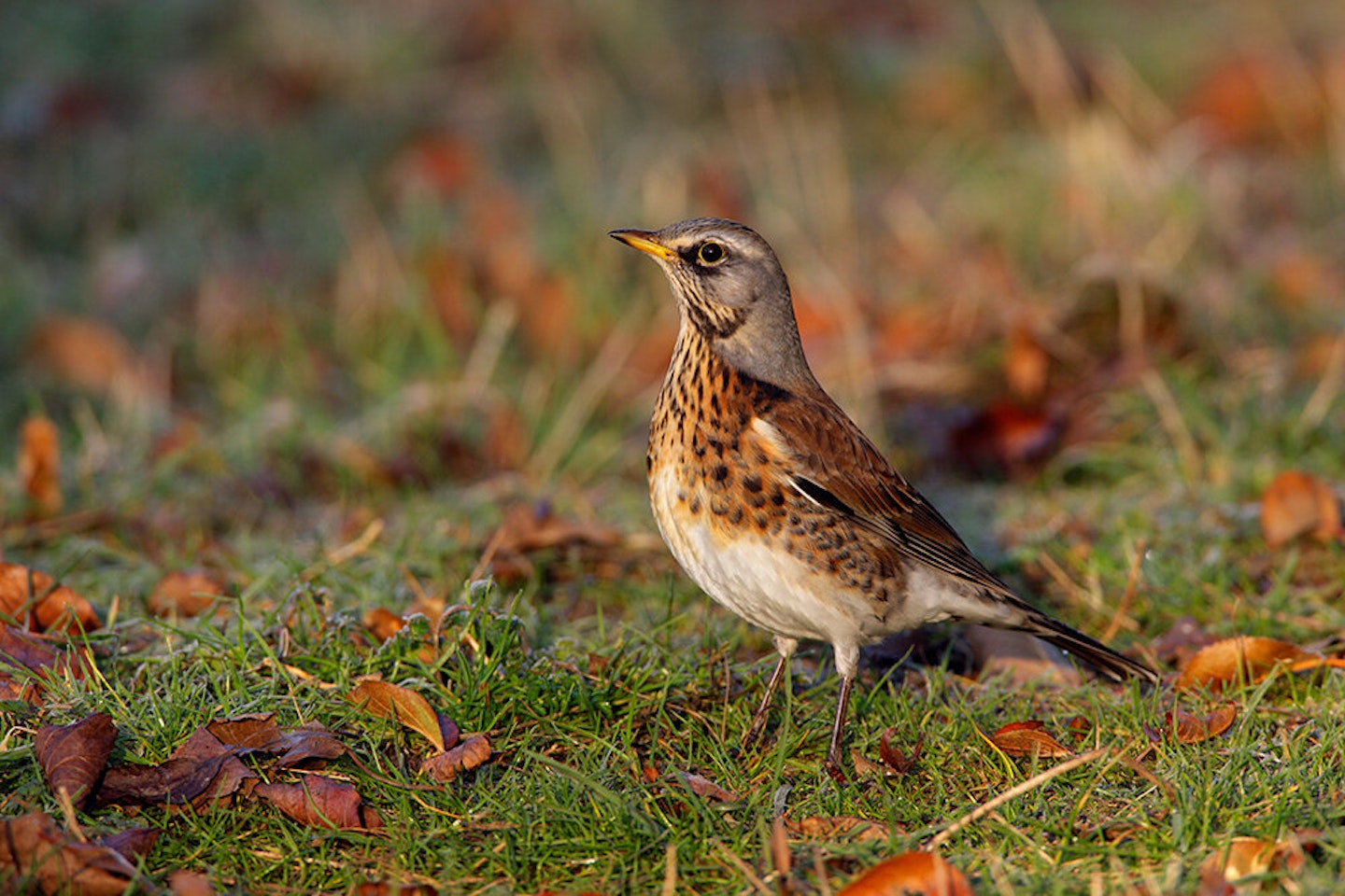 EARLY NOVEMBER 2020 - THRUSHES