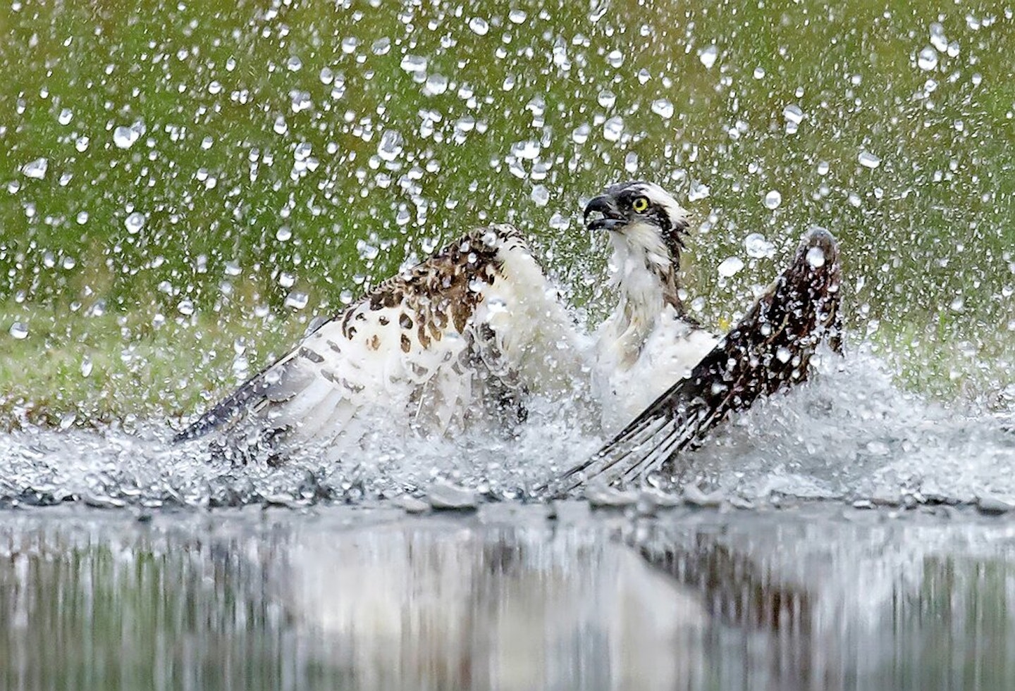 Alamy_F4JBDC_Osprey.jpg