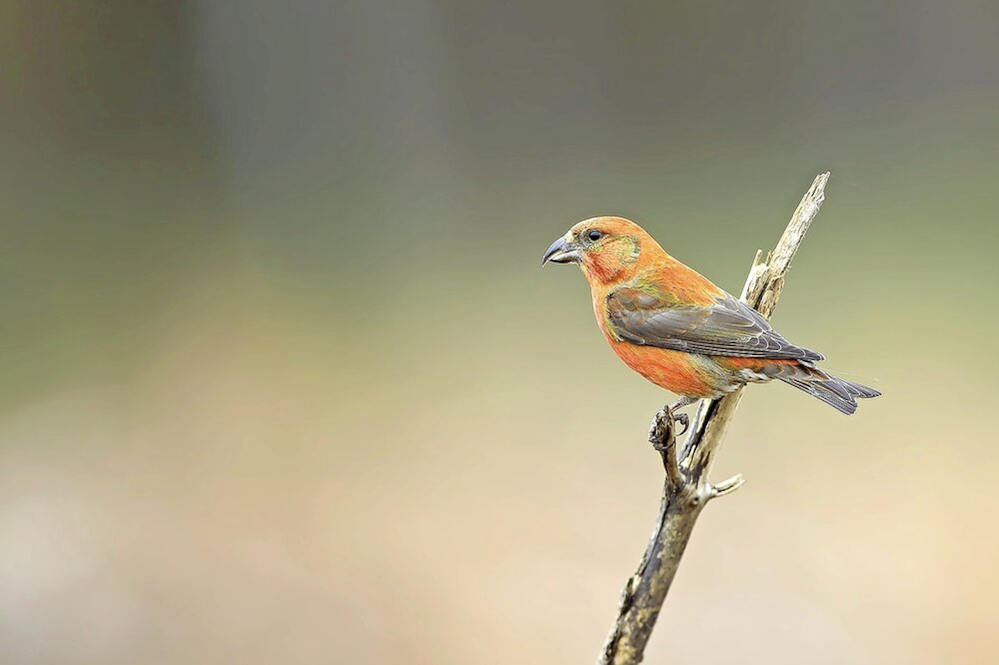 Alamy_DY2EJB-3_Crossbill.jpg