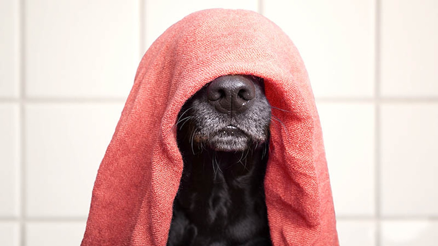 dog with a towel over their head