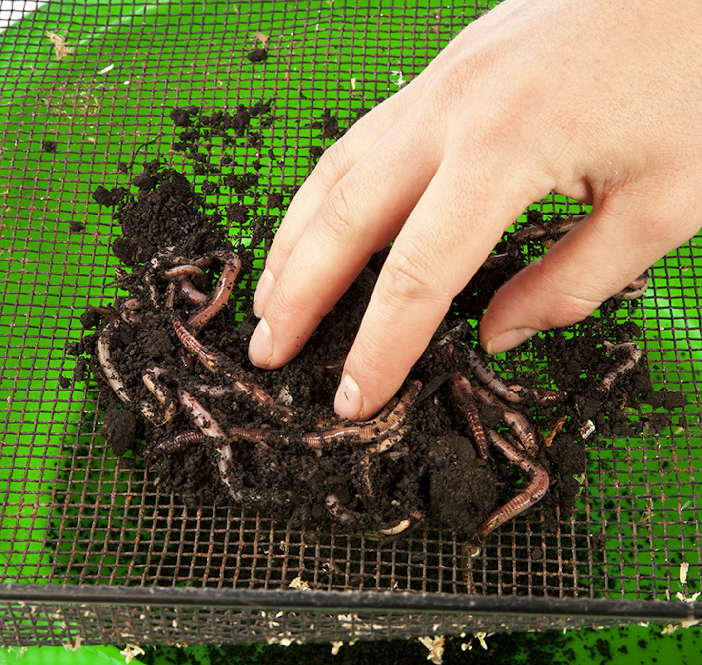 QUESTION 3) IS THERE AN EASY WAY TO CLEAN WORMS BEFORE CHOPPING THEM? 