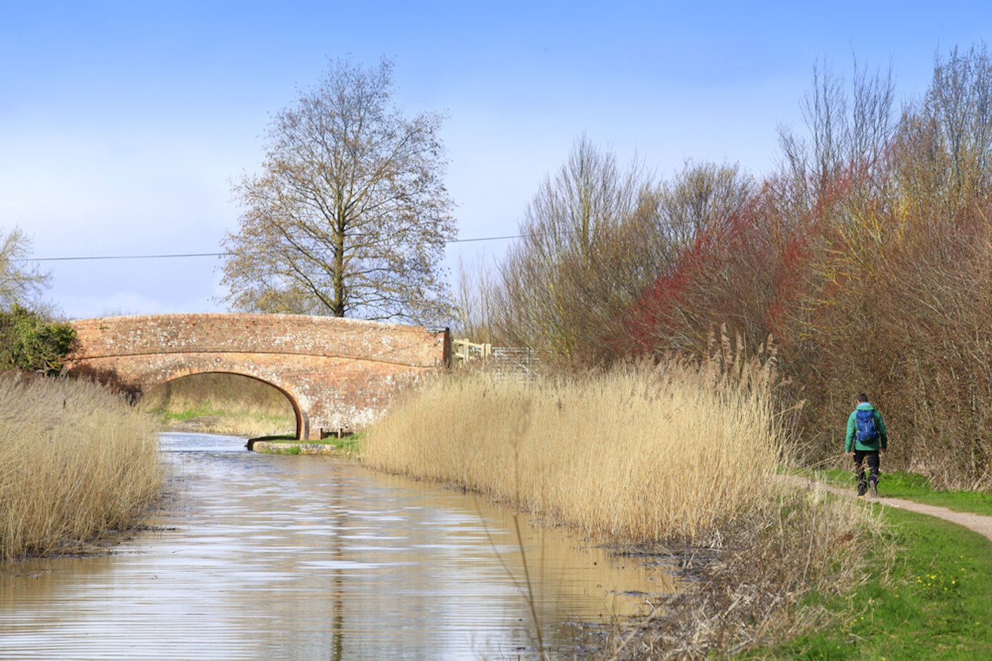 Reeds on the Taunton to Bridgewater Canal.  Photo : Tom Bailey © Country Walking 
