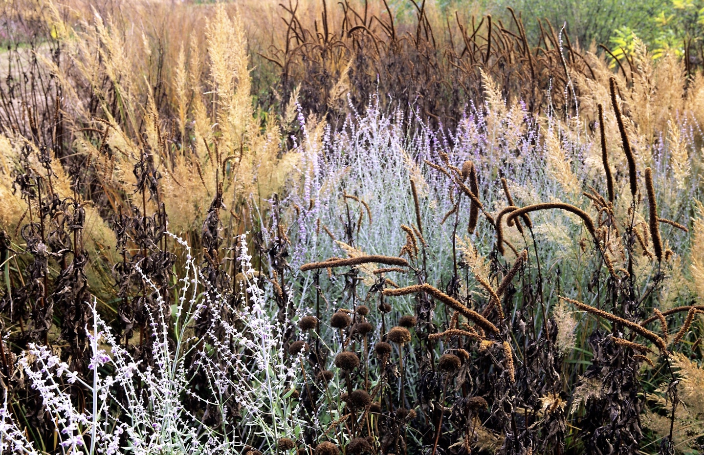 Grasses, perovskia and veronicastrum sparkle in frost