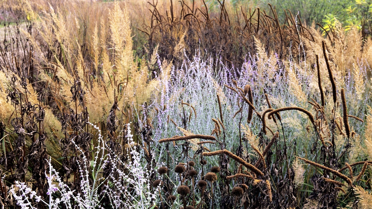 Grasses, perovskia and veronicastrum sparkle in frost