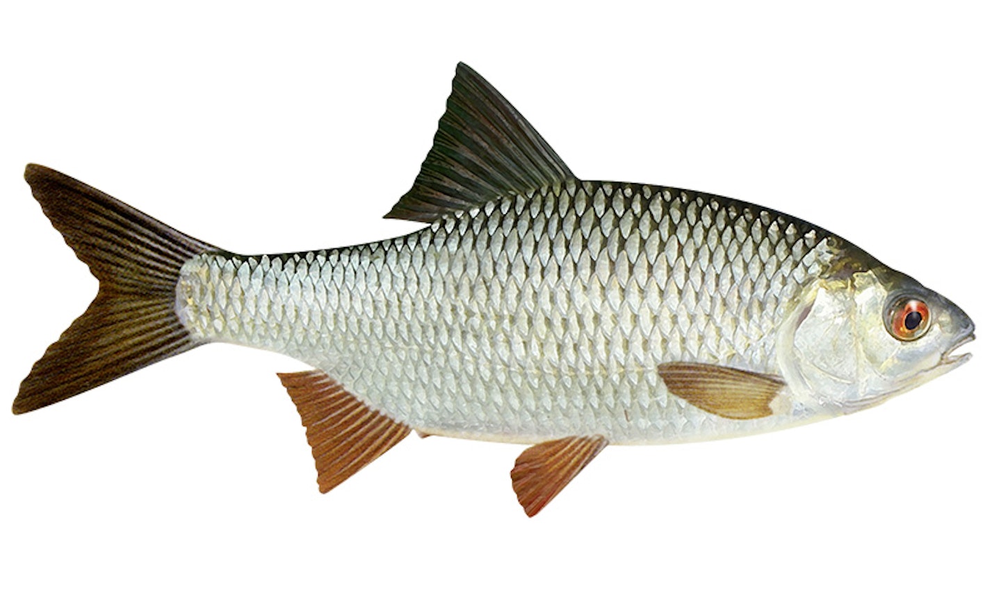 Roach