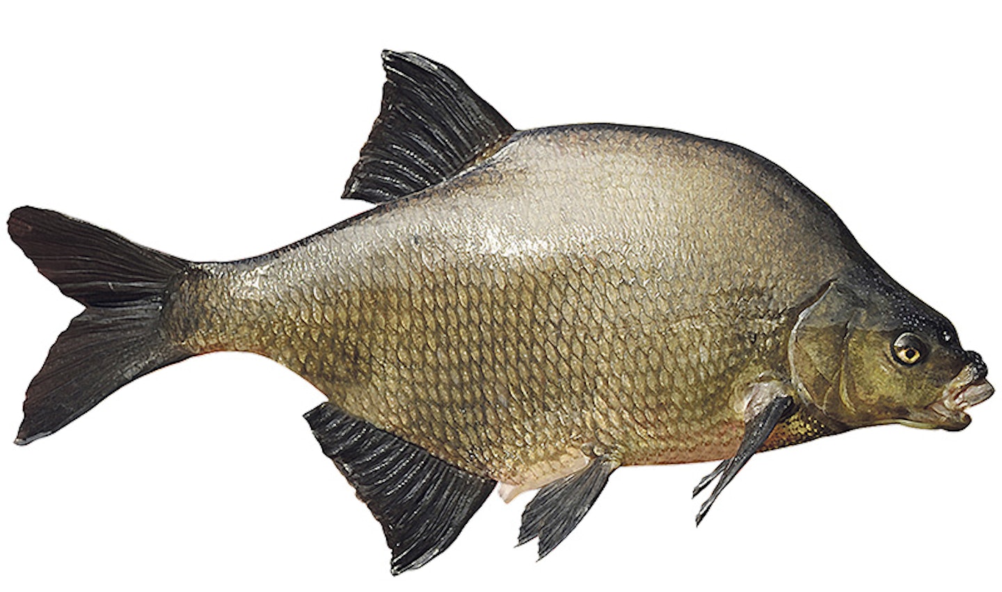 Bream