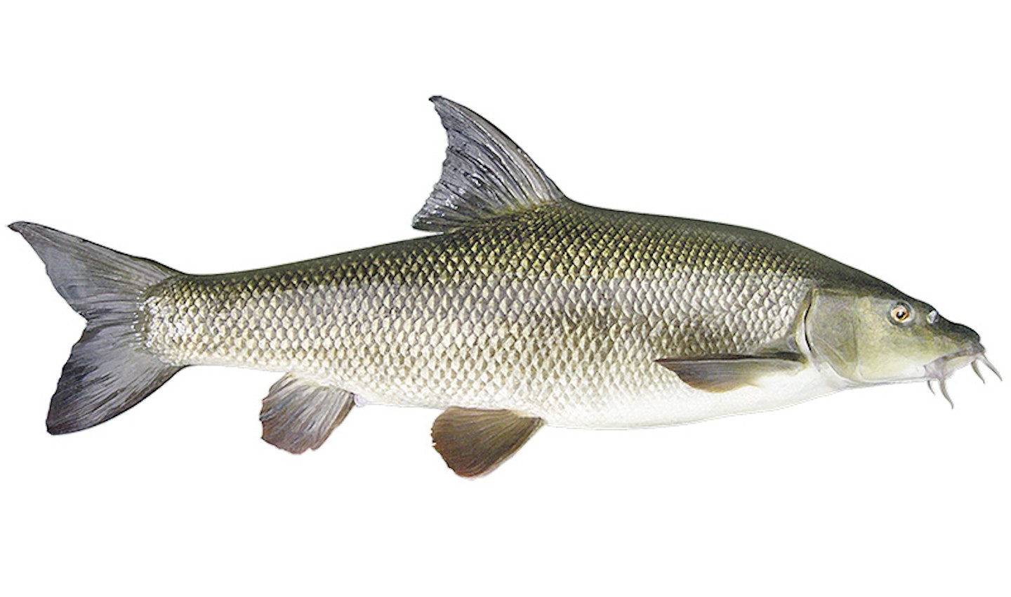 Barbel