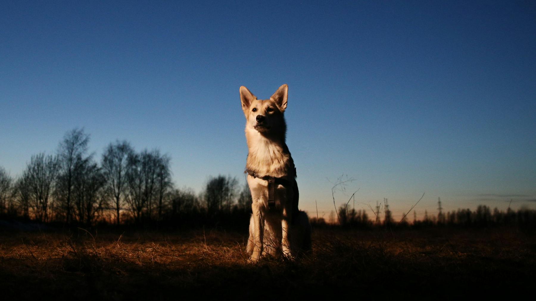 The Best Light Up Dog Collars Yours.co.uk