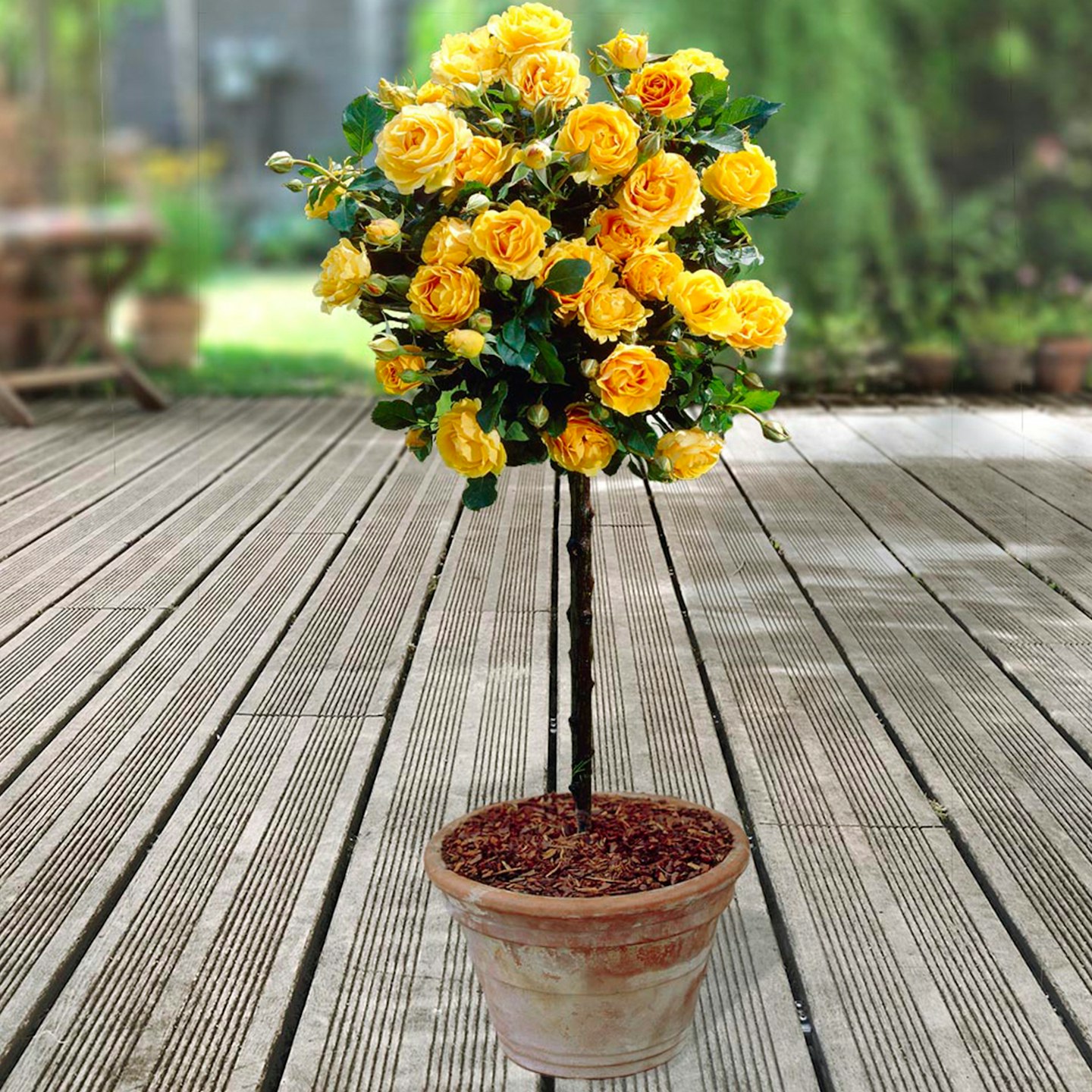 2 x Yellow Premium Half-Standard Roses