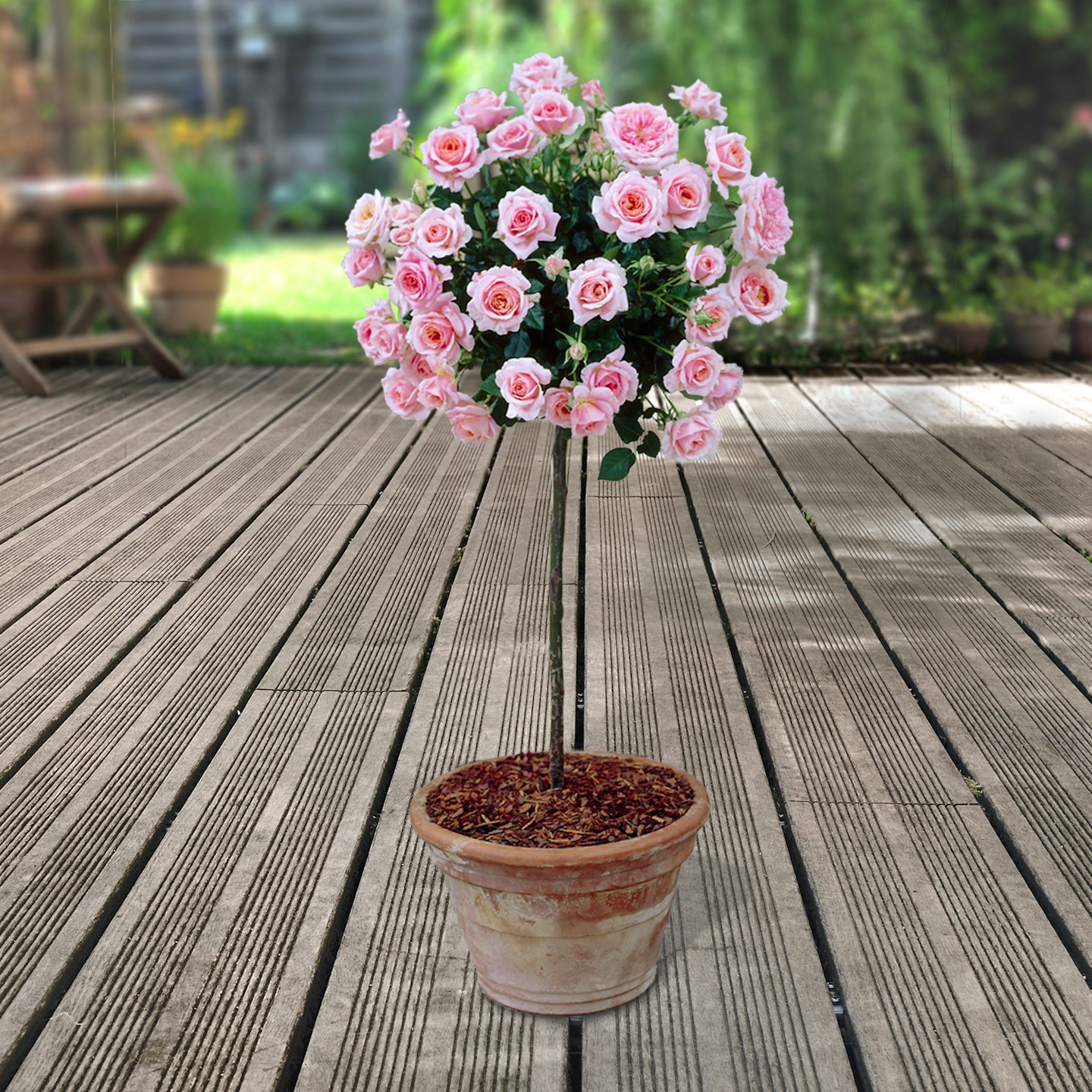 2 x Pink Premium Half-Standard Roses