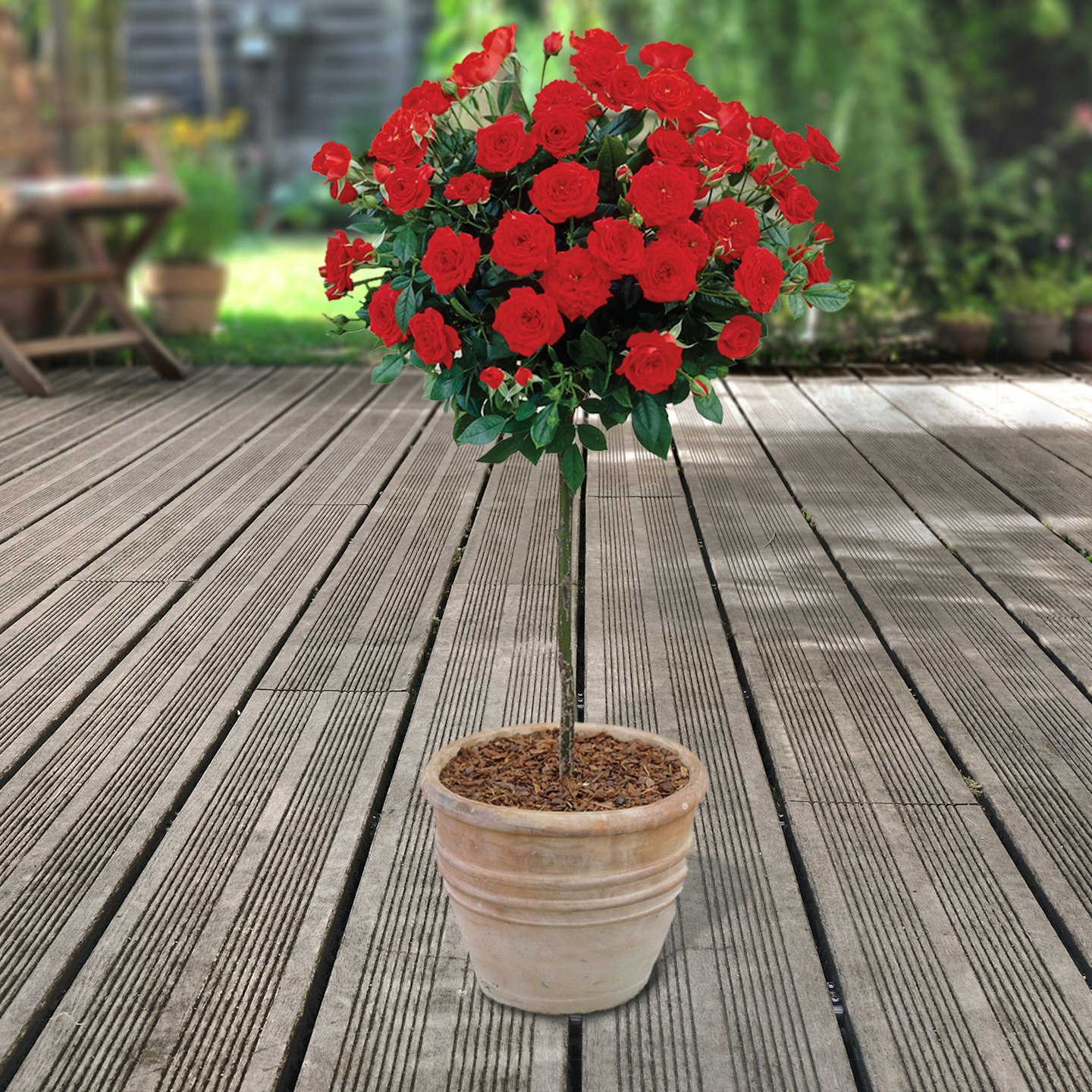 2 x Red Premium Half-Standard Roses