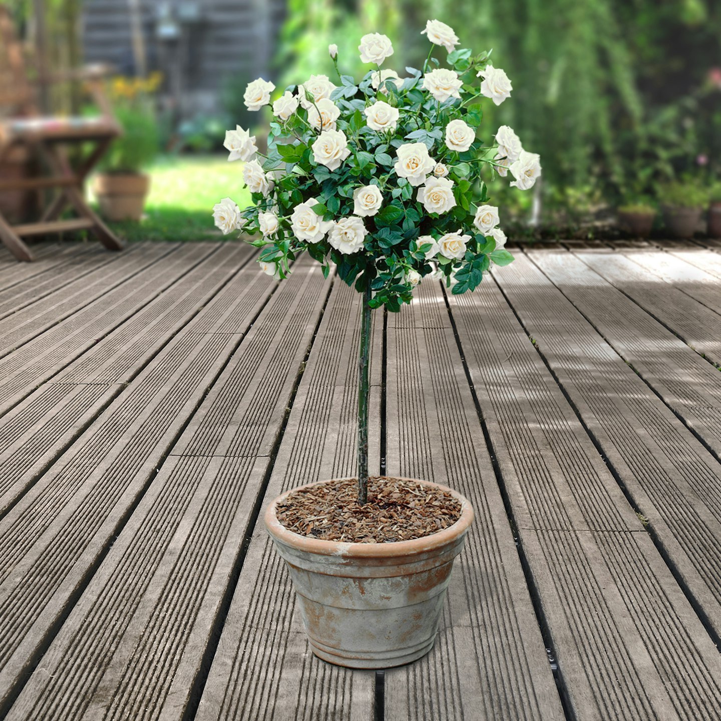 2 x White Premium Half-Standard Roses