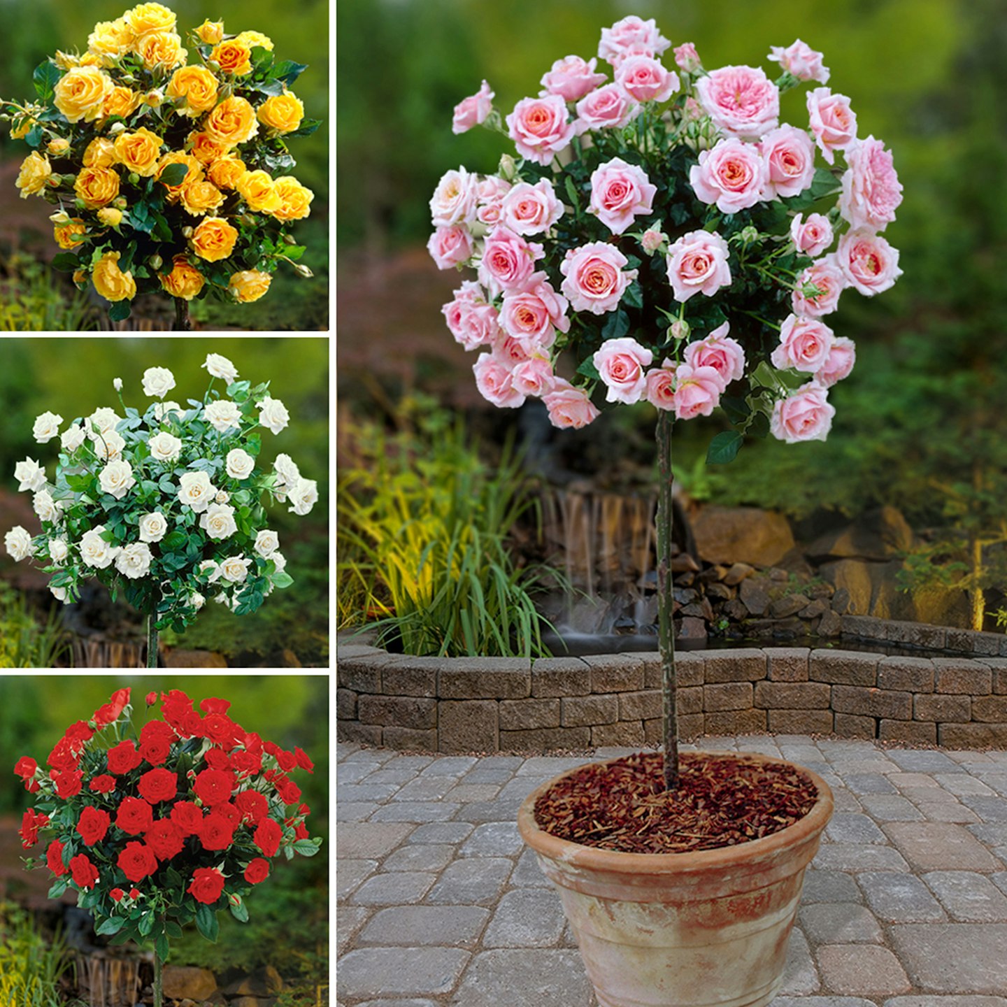 4 Premium Half-Standard Roses