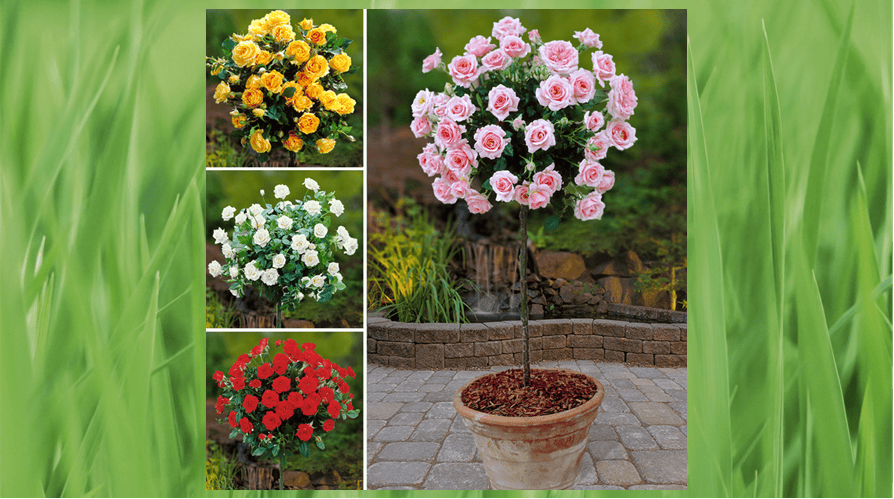 The Best Roses to buy this summer