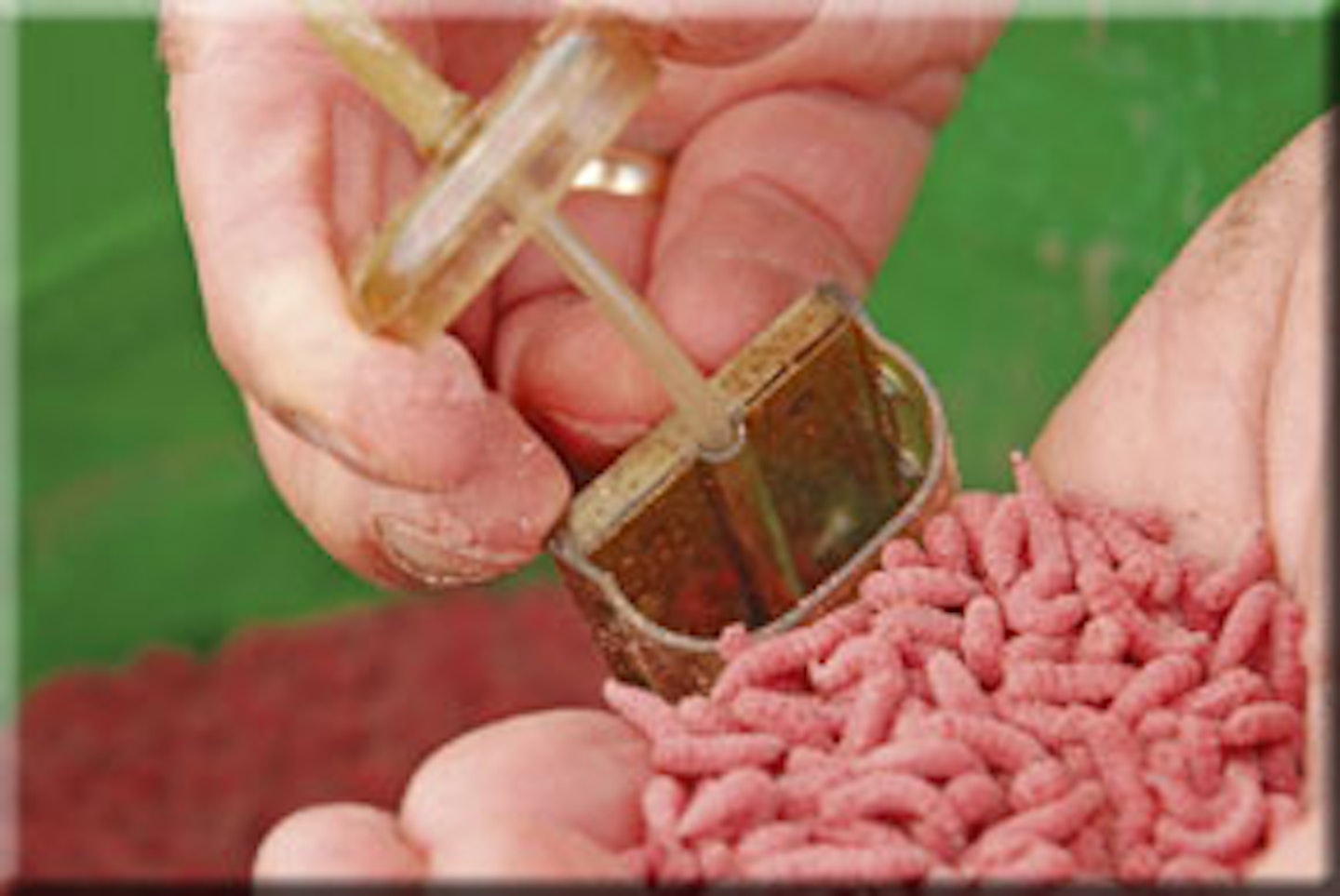 6. Lift the cap off the feeder – the stem is flexible to make this easier. Load a handful of maggots inside the feeder 