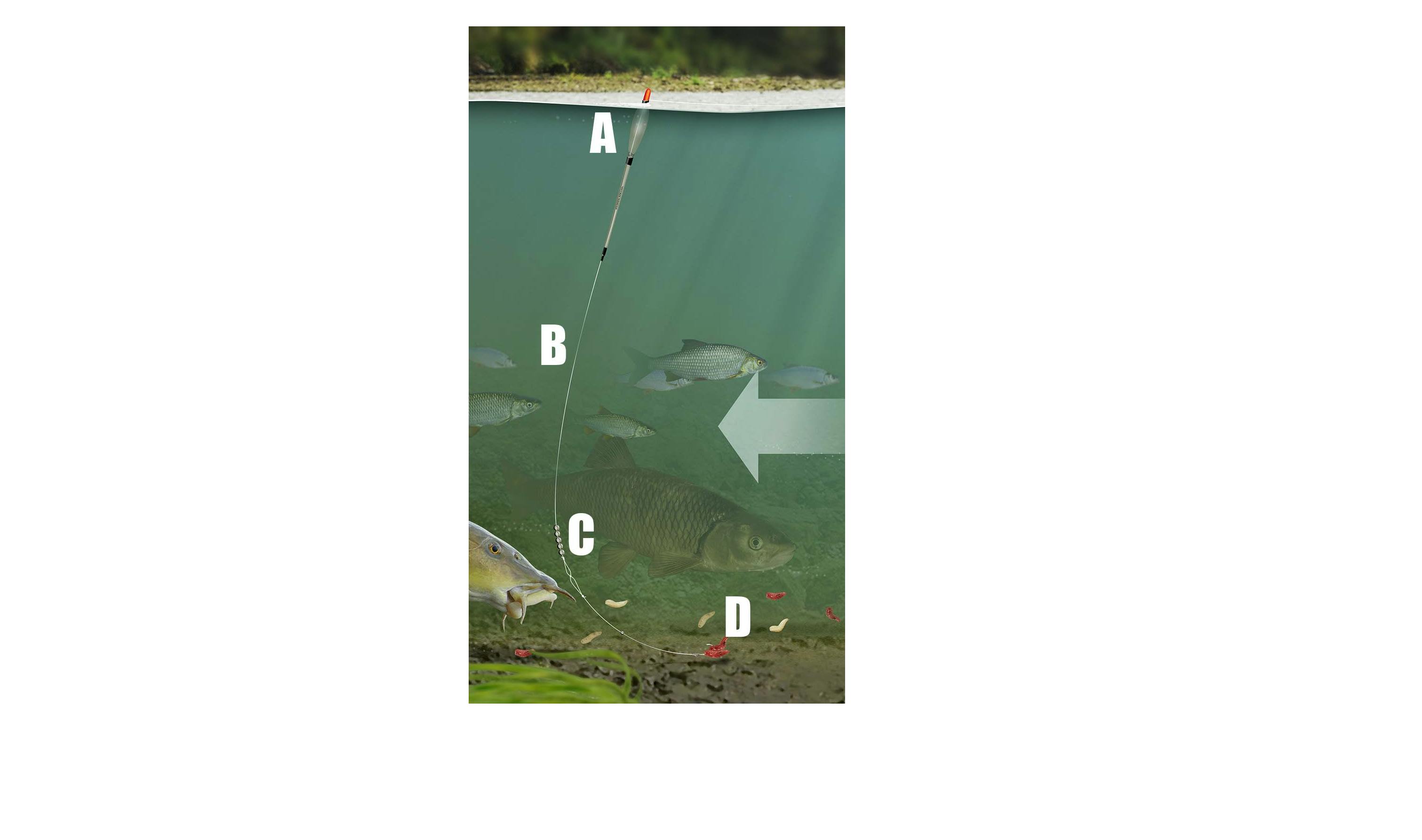 BARBEL FISHING RIG BIG TOP AND BOTTOM FLOAT RIG Angling Times