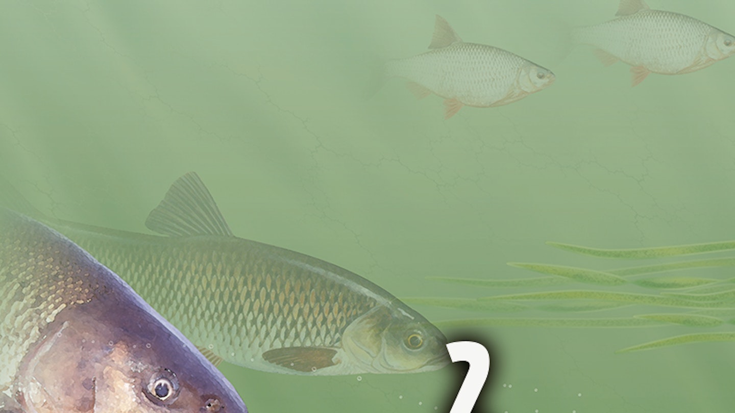 HOW TO TIE | THE PELLET FEEDER RIG | Angling Times