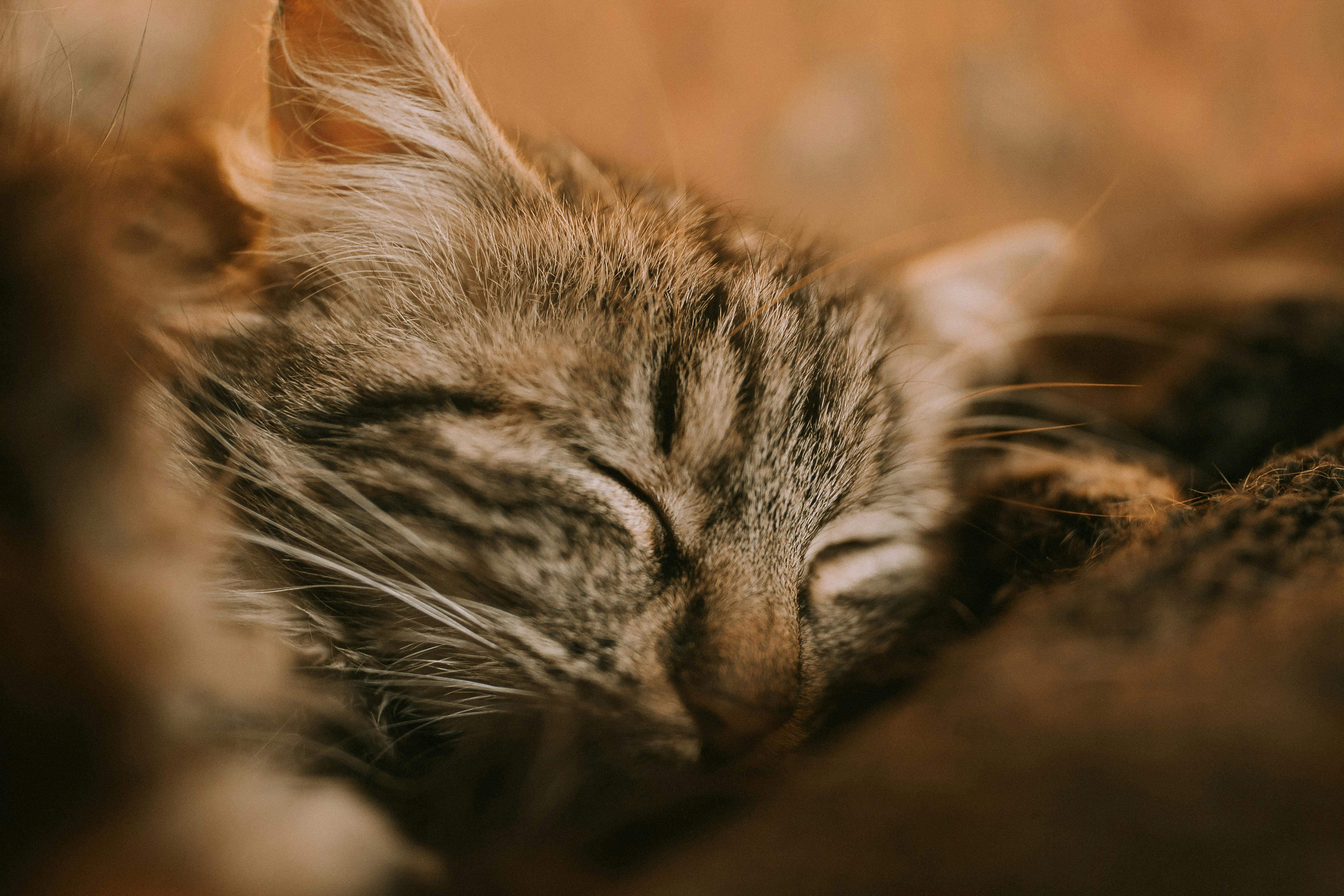 Cat warming outlet blanket