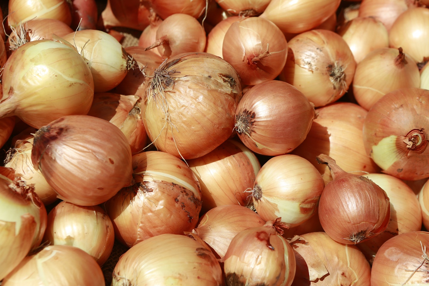 onions on head